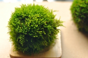 苔藓球 青苔球 苔玉球 创意小盆景 办公室防辐射 净化空气绿植