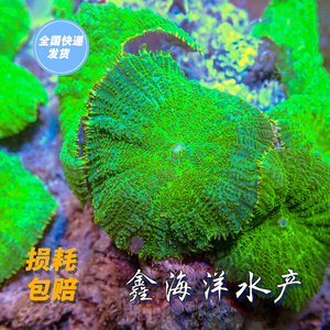 绿菇 海水活体珊瑚香菇绿菇红菇蓝菇橙菇快递包活带石小丑鱼