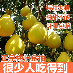 正宗梅州沙田柚子金柚10斤纯甜柚子白心新鲜孕妇水果现摘现发
