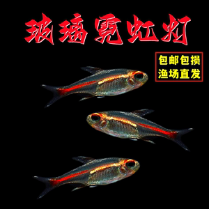 红灯管鱼玻璃霓虹灯玻璃灯红光管灯科鱼观赏鱼淡水草缸群游热带鱼
