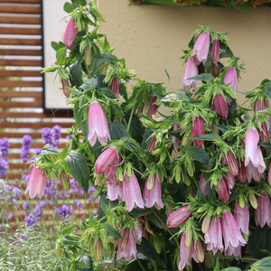 紫斑风玲草盆栽新手耐养植物多年生耐寒耐热露天阳台花园花镜花卉