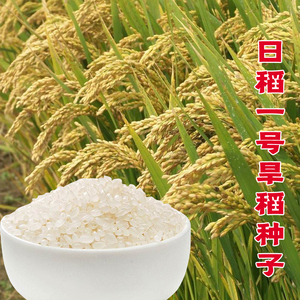 高产旱稻种子日稻1号优质稻谷香米珍珠米种籽水稻种子可留种抗旱