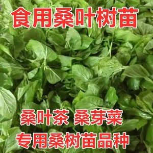 优质食用桑叶树苗专做桑芽菜桑叶茶入药小桑叶片无涩为优质桑叶苗