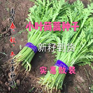 东北农家新籽蔬菜种子散装小叶茼蒿种子清香光杆茼蒿籽种植包邮