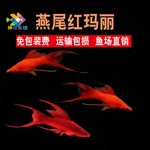 红玛丽燕尾凤尾红剑高鳍红箭鱼中小型热带除油膜观赏鱼胎生鱼活体