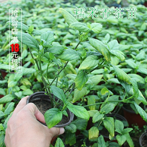 云南糯米香茶树苗食用香草绿植盆栽浓香型糯米香茶苗叶子泡茶植物