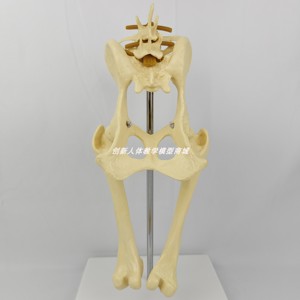 狗髋肘膝关节骨骼模型犬科类骨架玩具动物骨解剖兽医演示宠物医院