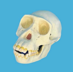 骷髅头 黑猩猩头骨模型  骨骼 骨架 教学模型 医用教具
