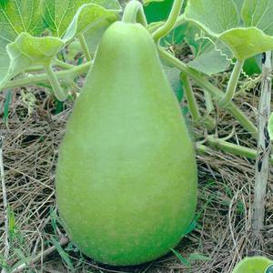 早生圆瓠瓜种子四季播高产蔬果种子甜瓠子瓜种子蒲瓜种子种子