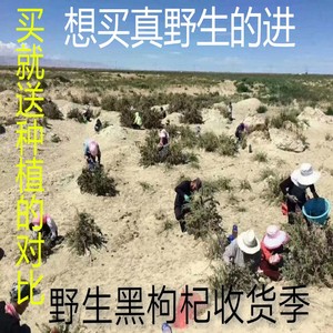 青海诺木洪纯天然野生黑枸杞200g克枸杞茶礼盒特级正品特产非宁夏