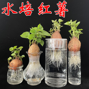 水培红薯已发芽盆栽植物学生幼儿园植物角观察植物生长山芋地瓜苗