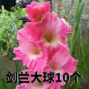 剑兰种球  唐菖蒲盆栽花卉荷兰香水百合冬季种子绿植包邮