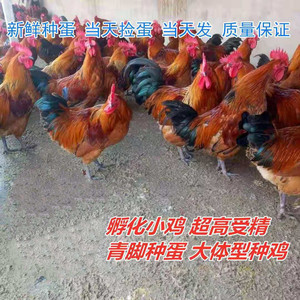 纯种红瑶鸡种蛋可孵化小鸡受精蛋散养土鸡蛋高产现捡现发破损包赔