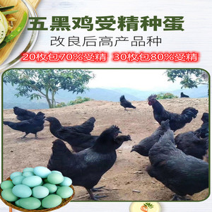 五黑一绿鸡种蛋受精蛋可孵化小鸡乌骨鸡土柴黑羽绿壳乌鸡10枚包邮