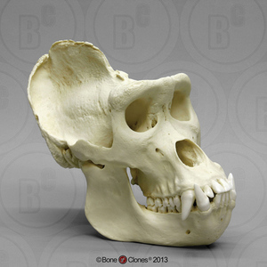 VM非常博物馆boneclones美国定制骨骼雄性大猩猩头骨大号科教模型