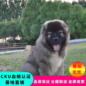 纯种高加索幼犬巨型犬熊版俄罗斯护卫犬长毛家庭活体赛级宠物狗狗