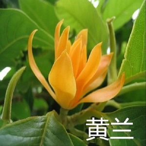 室内外白兰花盆栽树苗耐寒黄角兰白玉兰带花盆栽浓香当年开花四季