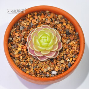 小虫草堂直播捕虫堇食虫植物盆栽吃虫小黑飞多肉食人花捕蝇草食肉 阿里巴巴找货神器