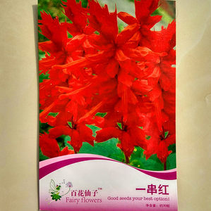 一串红种子春秋播多年生阳台庭院盆栽象牙红串串红花籽观叶植物