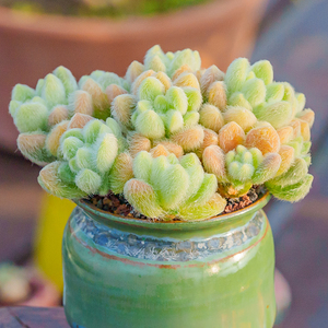 信东尼 Sedum hintonii毛叶蓝景天多肉 多肉植物 景天属 毛茸茸