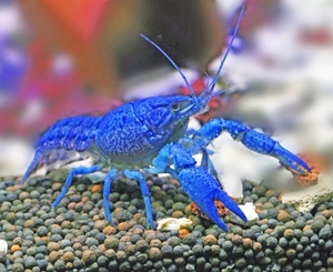 佛罗里达蓝螯虾三色小强蓝鳌观赏虾鳌虾鱼缸造景宠物亲子