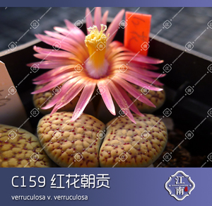 生石花  C159朝贡玉红花变异 种子 番杏科多肉植物 江南仙卉园