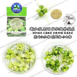 Apc水草 淘宝拼多多热销apc水草货源拿货 阿里巴巴货源 Apc水草 淘宝拼多多热销apc水草货源拿货 阿里巴巴货源
