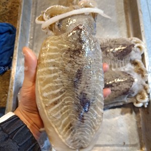 大连海鲜 冷冻大墨鱼约2斤/条称重 新鲜大乌贼 深海乌鱼 味道鲜美