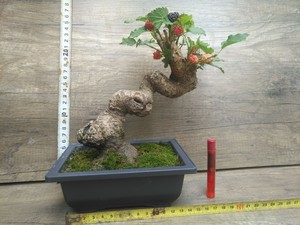 14年微型小造型树桩姬桑葚果桑盆景附石抱石盆景一物一拍实物带盆