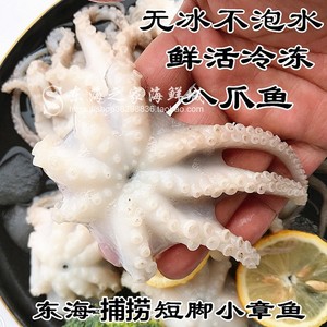 八爪鱼鲜活冷冻新鲜短脚小章鱼爆头望潮东海捕捞海鲜水产火锅食材