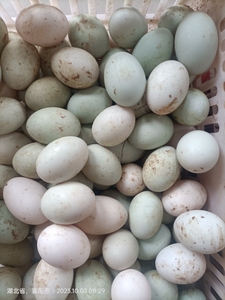 水库放养新鲜鸭蛋40枚，土鸭蛋净重5斤左右