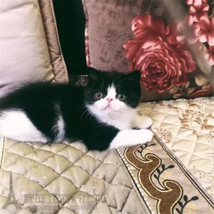 出售宠物猫咪活体视频挑选加菲猫猫英短蓝猫波斯猫幼猫活体p