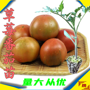 水果番茄种子孑丹东铁皮大西红柿苗草莓柿子苗秧盆栽四季蔬菜种籽