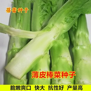 薄皮棒菜种子特大青笋头菜四川芥菜头种籽阳台青菜籽菜园蔬菜种孑