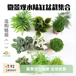 微景观水陆缸蕨类盆栽植物DIY绿地珊瑚蕨文竹狼尾蕨苔藓菖蒲紫檀