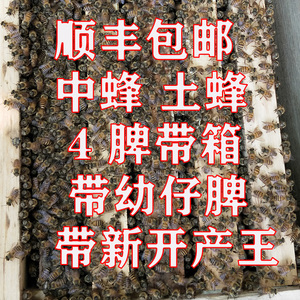 中蜂蜂群带箱蜜蜂活 群土蜂笼蜂带开产王带脾蜜蜂种蜂群出售顺丰