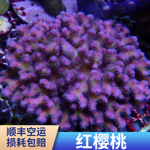红樱桃 SPS 珊瑚 断枝 断肢 断支 精品 人工繁殖 活体珊瑚