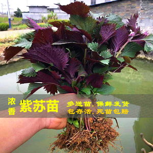 可食用紫苏苗可盆栽新鲜带根带土发药食同源非苏子调味香料叶树苗