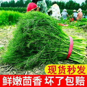 小茴香菜新鲜现割4斤2山东大荤香饺子鲜茴香菜苗非种籽可能带根