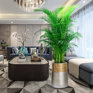 散尾葵大型植物盆栽富贵椰子凤尾竹吸甲醛绿植真花室内客厅办公室