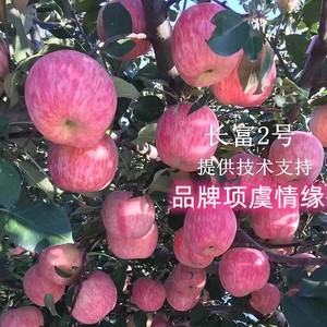 嫁接日本红富士晚熟脆甜条纹苹果树苗长富2号苹果苗南方北方种植