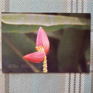 紫苞芭蕉 植物题材 周建松花卉摄影作品 中国邮政无邮资明信片
