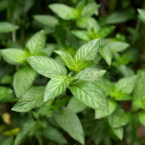 椒样薄荷种子 胡椒薄荷 Peppermint 驱蚊阳台盆栽 香草香料花种子