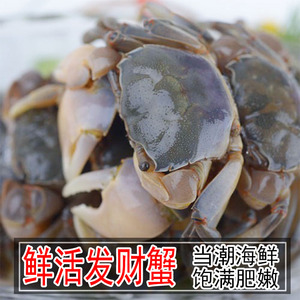 野生鲜活发财蟹白玉蟹生呛小毛蟹即食小螃蟹连云港海鲜水产500g