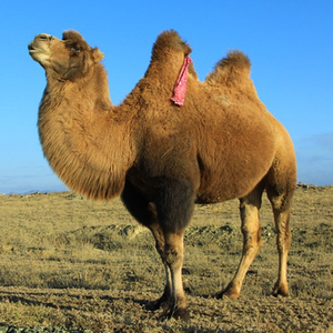 骆驼幼崽出售景区单双驼峰骑乘活体家养骆驼的活物成年活养殖技术