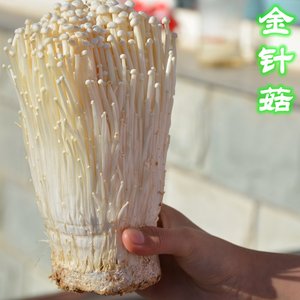 金针菇 农家新鲜蘑菇蔬菜菌菇 火锅食材 煲汤炒菜 自然鲜每份300g