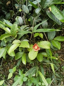 新鲜大罗蕉苗大花紫玉盘苗藤椒子藤山蕉子黄蜂蕉山香蕉山椒子番荔