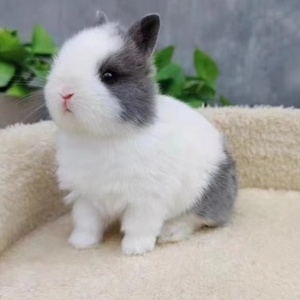 小型活体侏儒兔子凤眼海棠宿舍宠物网红迷你兔进口荷兰温顺垂耳兔