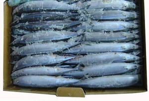 新鲜冷冻1号秋刀鱼 日式料理烧烤食材 海鲜水产 一箱20斤约85条