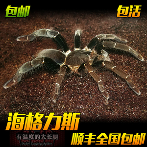 海格力斯巨人巴布宠物2-11厘米活体蜘蛛大体型好养爬宠异宠穴居栖